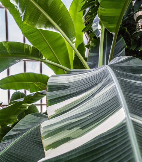 Banana best grow outdoor in the ground but they are such a nice plant to have indoor as well. variegated banana plant | Amazing variegations. Taken in ...
