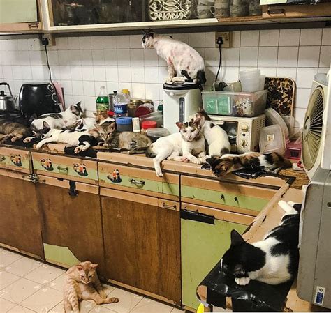 Cat Hoarder Admits Defeat And Seeks Help Which Is Rare Advocating