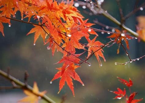 What Is Momijigari All About Japans Fascinating Autumn Leaf Hunting