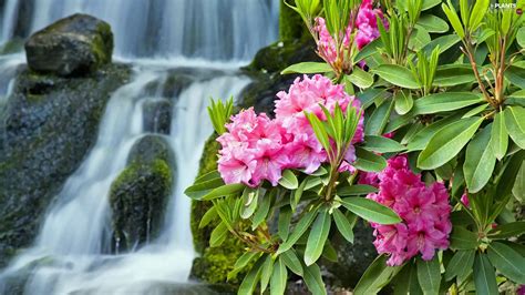 Waterfall Pink Rhododendron Plants Wallpapers 1920x1080