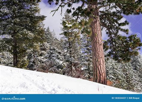 Snow Covered Pine Trees On The Background Of Mountain Peaks Panoramic