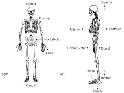 The worksheet is an assortment of 4 intriguing pursuits that will enhance your kid's knowledge and abilities. Standard anatomical position : Diagram : Right, Left ...