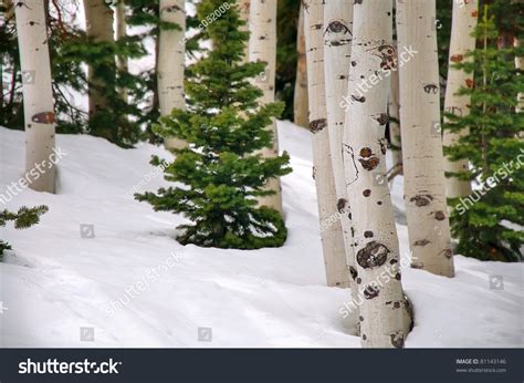 Aspen Pine Trees Surrounded By Snow Stock Photo 81143146 Shutterstock