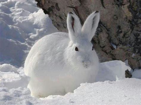 Snow Bunny With Images Cute Animals Cute Little Animals