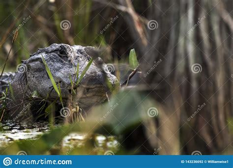 Large Alligator Hidden In Dark Swamp Stock Photo Image Of Crocodile