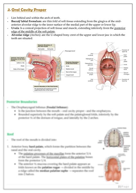 Solution 1 Anatomy Oral Cavity And Salivary Glands Studypool