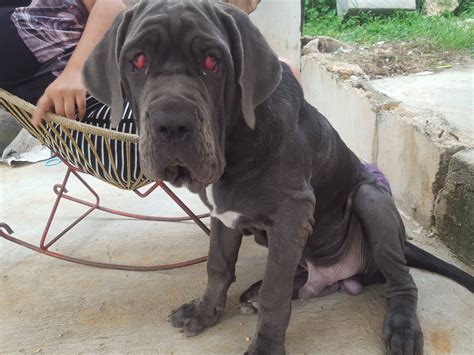 Desde entonces fueron criados con habilidad por los romanos, que los empleaban como perros de guarda y. lo acaban de operar de los ojos ya que se le salio su ...