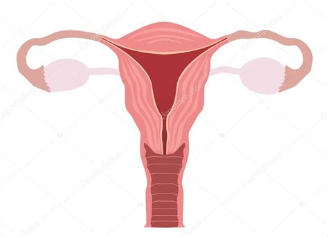 Órganos Del Sistema Reproductor Femenino Vector Gráfico Vectorial