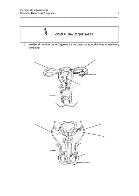 Anatomia Del Aparato Reproductor Masculino Y Femenino Pdmrea