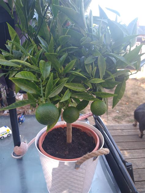 Clementine Trees Send Large Citrus Trees As Unusual Plant Ts