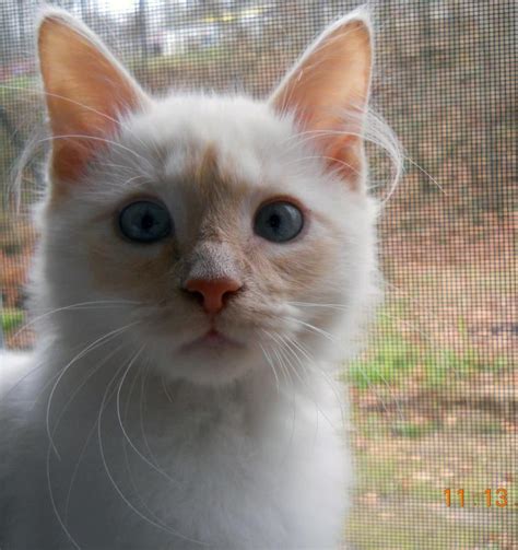 Flame Point Ragdoll Kitten Simmy ♥ Cute Cats And Kittens