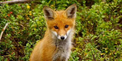 Red Fox Vulpes Vulpes Part Ii Parents Alliance Of