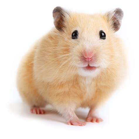 Pet Shop That Sell Hamster Near Me at Theresa Sotelo blog