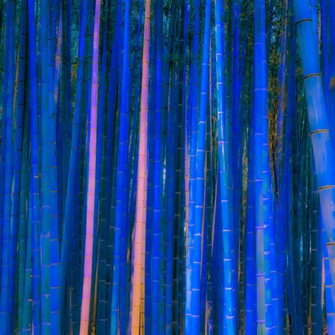 Blue Bamboo Wayne Budge Photography