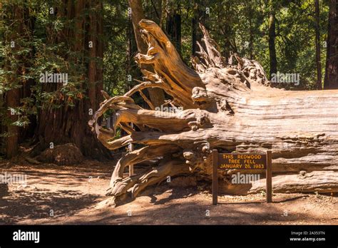 Big Basin Redwoods State Park Santa Cruz County California Usa Stock