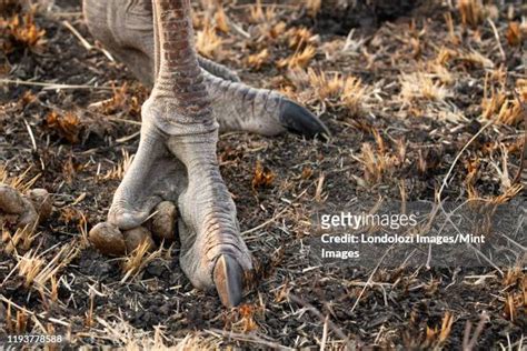 Ostrich Foot Photos And Premium High Res Pictures Getty Images