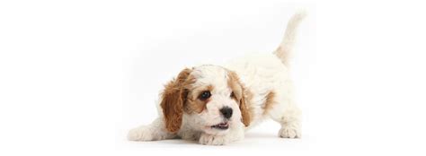 These adorably fluffy cavapoo puppies are a cross between a cavalier king charles spaniel and a miniature poodle. Cavapoo Puppies For Sale Near Me | Cavadoodle Breeders