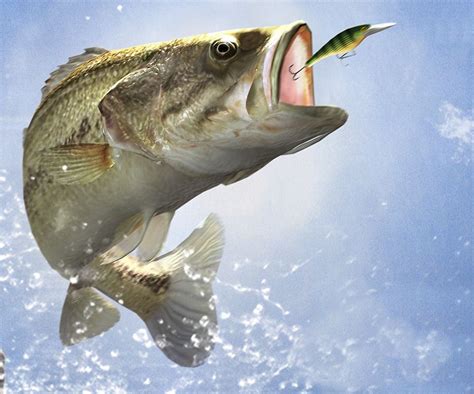 49 Bass Fishing Desktop Wallpaper Wallpapersafari