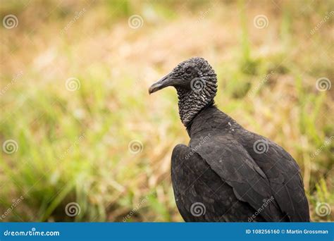 Black Bird Black Vulture Coragyps Atratus Stock Photo Image Of Brown