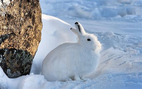 Arctic Hare Rabbit Rabbit Wallpapers Hd Desktop And Mobile Backgrounds