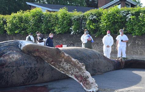 Comment S Appelle La Femelle De La Baleine - La baleine de Montréal sans doute tuée par un navire | Le Devoir