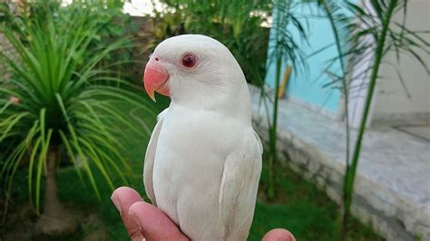 White Ringneck Parrot Youtube