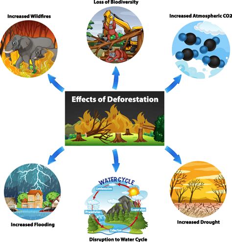 Deforestation Gcse Biology Revision