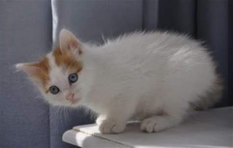 If you're planning on welcoming a new kitten into your we've put together this article packed with interesting facts about kittens and kitten behavior, to help you know what to expect when you bring that. Turkish Van Cat - Breed Profile and Facts
