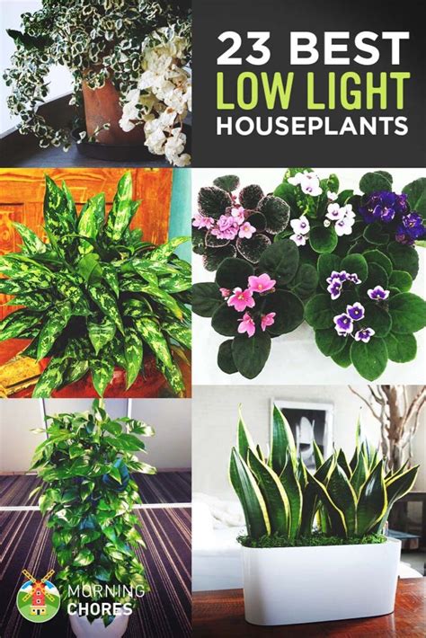 23 Low Light Houseplants That Are Easy To Maintain And Nearly