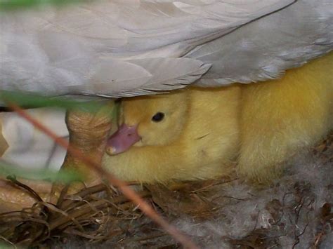 213 Best Ducklings ~ Chicks ~ Bunnies Images On Pinterest Farm