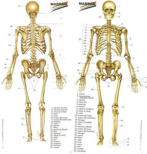 Los Nombres De Huesos Del Cuerpo Humano