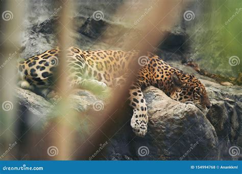 Jaguar Resting On The Rock Stock Photo Image Of Panther 154994768