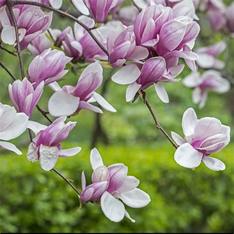 Saucer Magnolia Trees Fragrant Saucer Shaped Pink Flowers Pixies