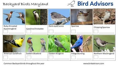 Top 33 Backyard Birds In Maryland Free Id Charts