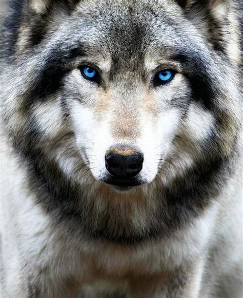 9 Tumblr Wolf With Blue Eyes Timber Wolf Wolf Dog