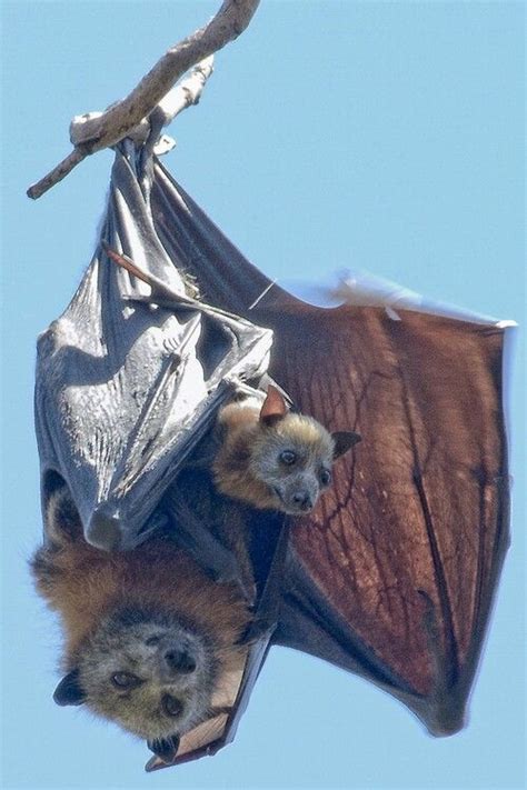Cute Bat Fox Bat Animals Beautiful