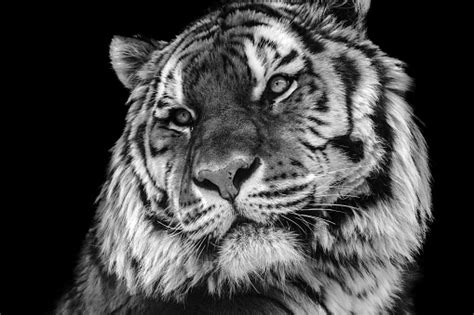Bold Contrast Black And White Tiger Face Closeup Stock
