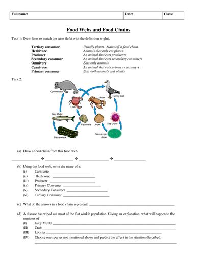 Food Chains And Webs Worksheet Improved Teaching Resources