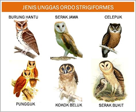 Daftar harga burung hantu semua jenis terbaru. JENIS-MACAM & GAMBAR HEWAN-BURUNG-UNGGAS [ALVES ...