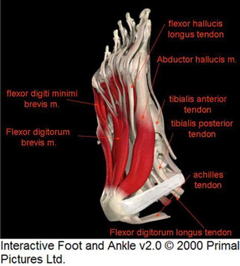 This means that the little toe can only be extended by the extensor digitorum longus muscle only. The Foot Anatomy