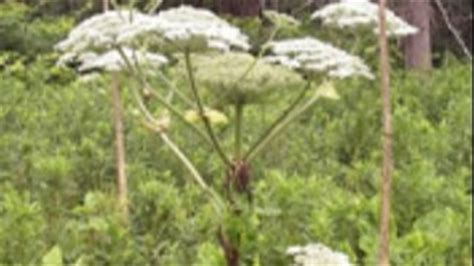 Not Fake News Poisonous Giant Hogweed Spotted In Virginia