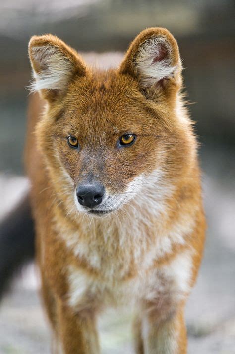 8 Best Dhole Images Animals Wild Dogs African Wild Dog