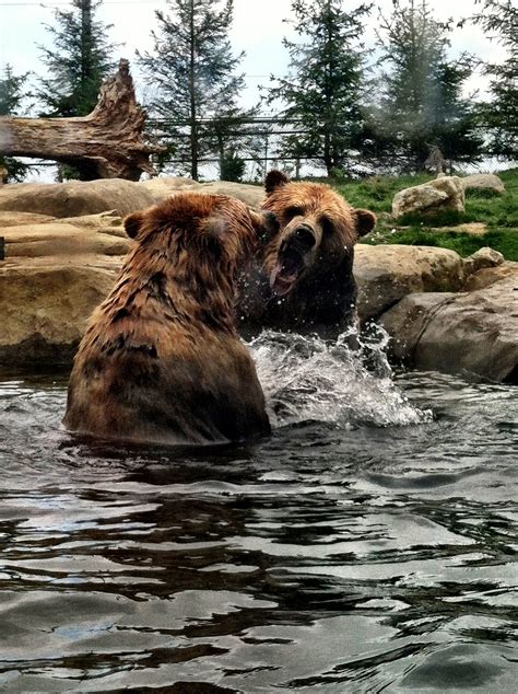 Bears Playing In The Water At The Columbus Zoo Columbus Zoo Animals