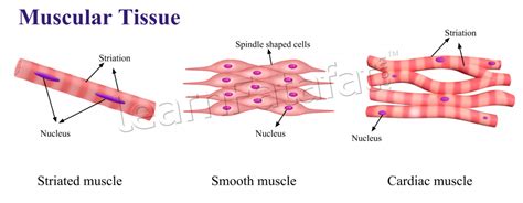 Smooth Muscle Tissue Labeled Diagram Muscle Structure Skeletal