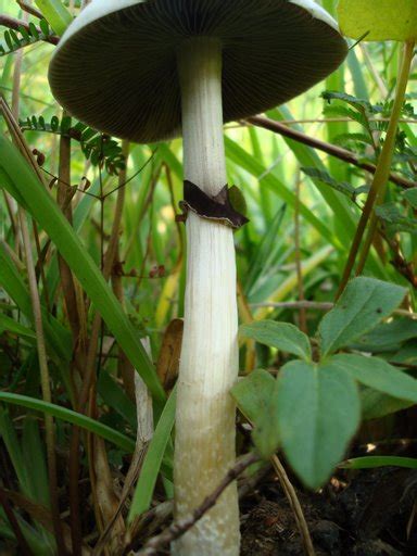 Psychedelic Mushrooms In Texas All Mushroom Info