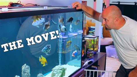 Moving 3 Large Aquariums Having A Plan To Move Fish Tanks Is Critical