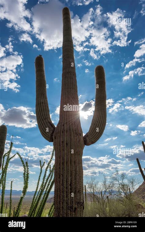Silhouette Cholla Cactus Hi Res Stock Photography And Images Alamy