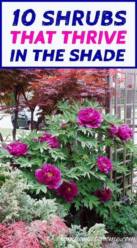 Dry shade strategies dry shade strategies by following a few simple guidelines, you can shrubs and small trees are natural trellises for vines. Shade Loving Shrubs: The Best Bushes To Plant Under Trees ...
