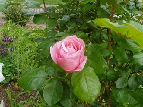 Plantfiles Pictures Floribunda Grandiflora Hybrid Tea Rose Queen