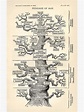 "Ernst Haeckel Baum des Lebens Stammbaum der Evolution des Menschen ...
